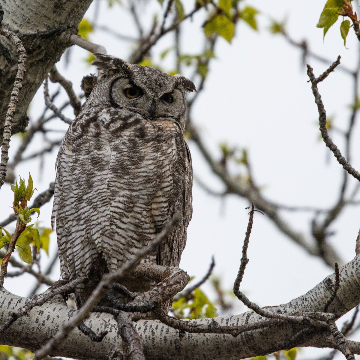 Great Horned Owl - ML617956832
