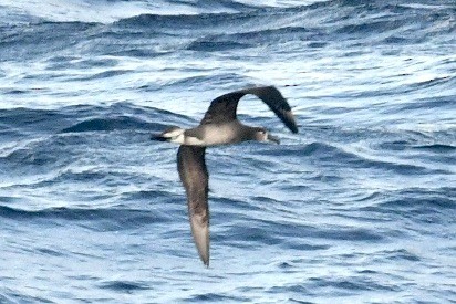 Black-footed Albatross - ML617956843