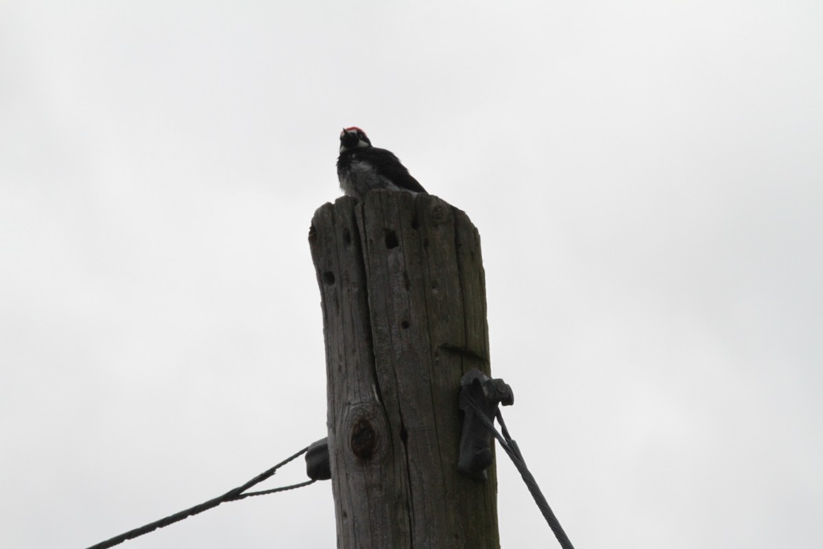 Acorn Woodpecker - Townes Stanley