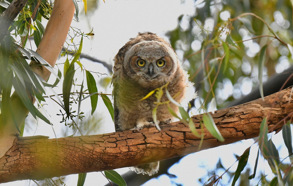 Great Horned Owl - Barbara Wise