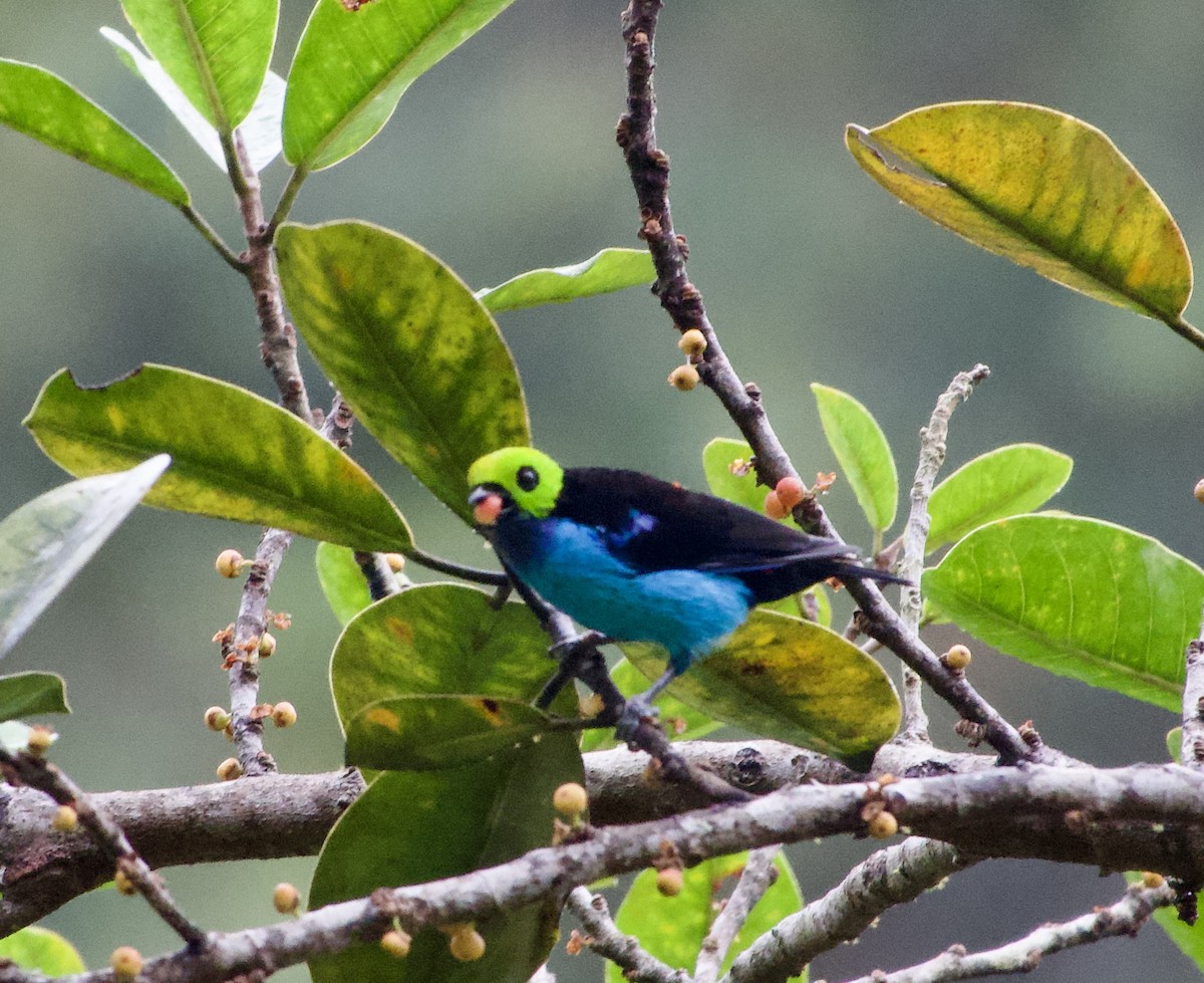 Paradise Tanager - ML617956855