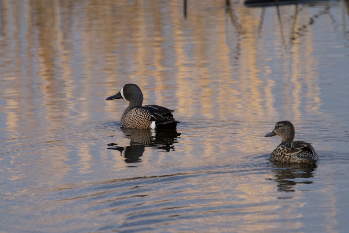 Blue-winged Teal - ML617956877