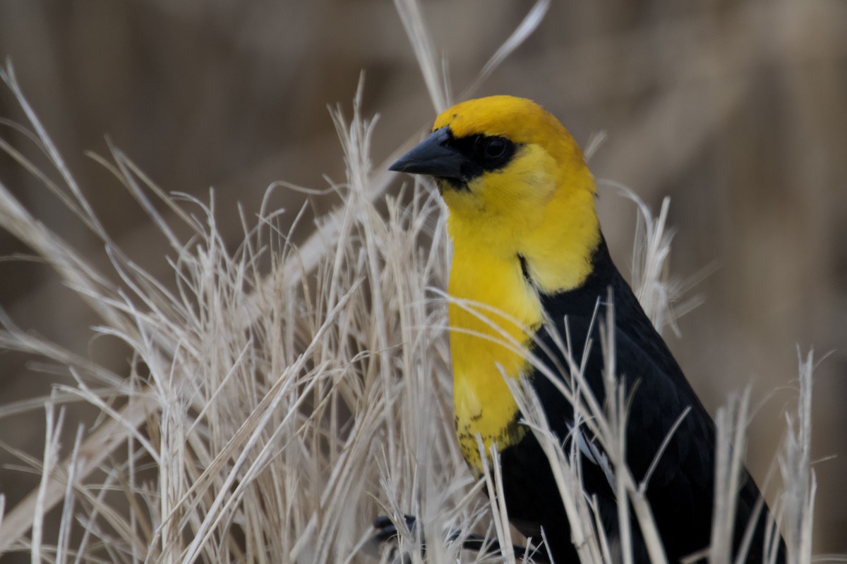 Yellow-headed Blackbird - ML617956911