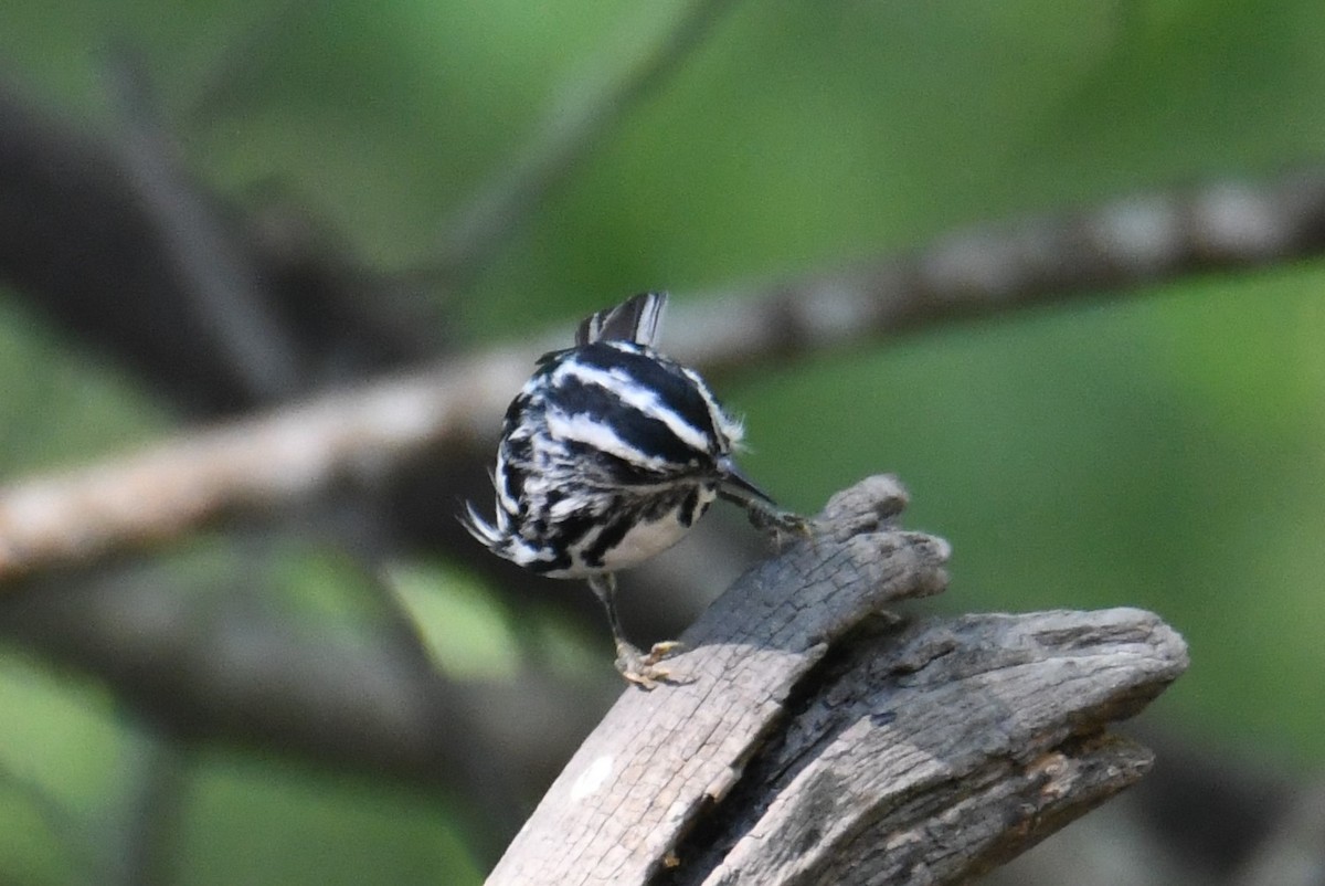Black-and-white Warbler - Colin Dillingham
