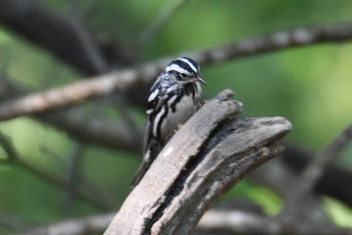 Black-and-white Warbler - Colin Dillingham