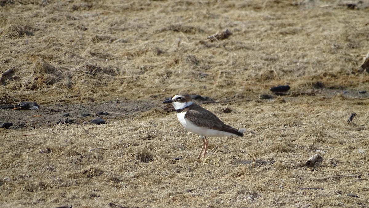 Wilson's Plover - Amy Simmons