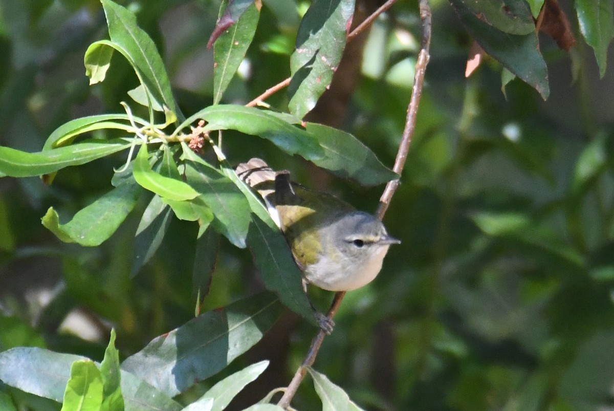 Tennessee Warbler - Colin Dillingham