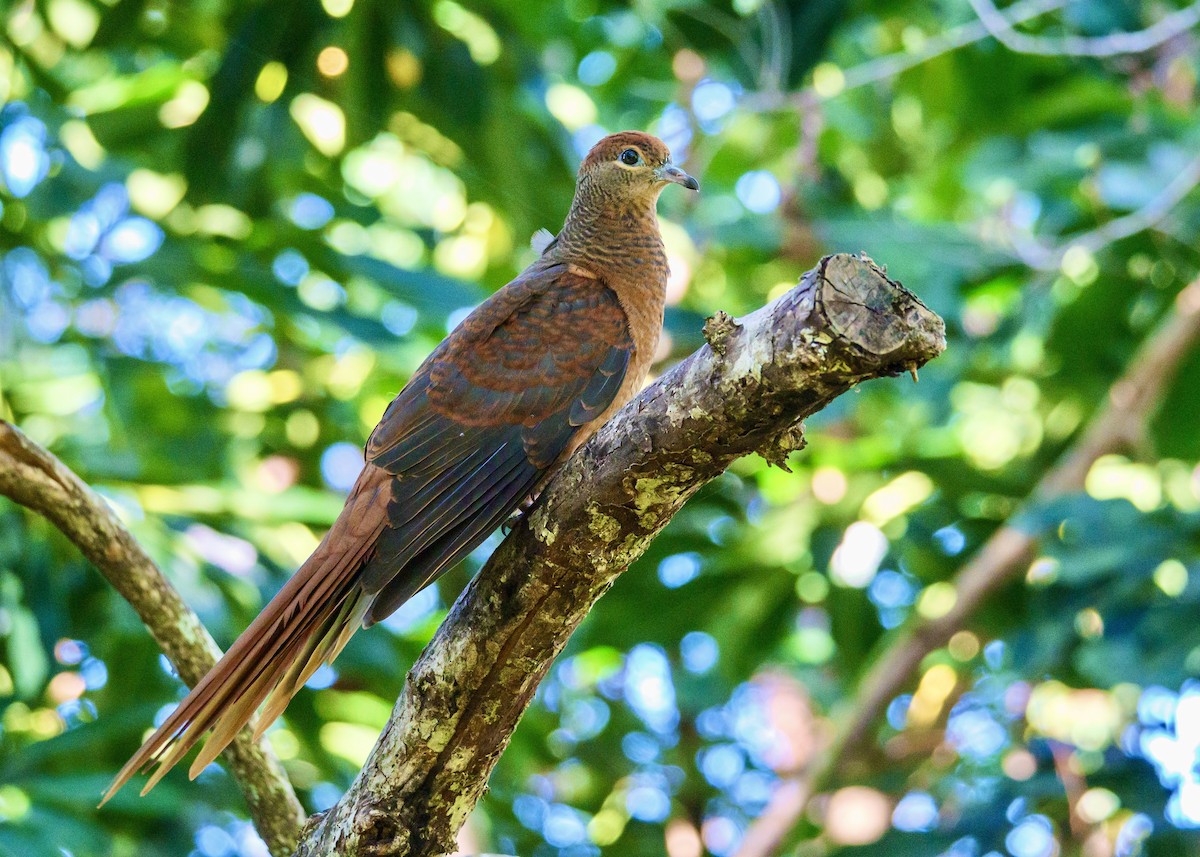 Brown Cuckoo-Dove - ML617956974