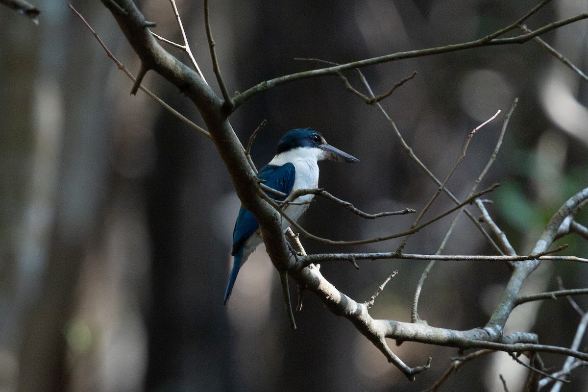 Collared Kingfisher - Andrew Real