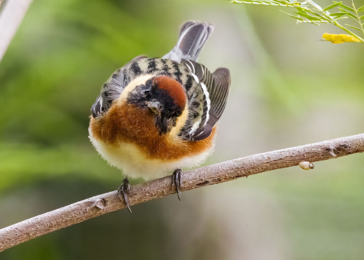 Bay-breasted Warbler - Jason Garcia