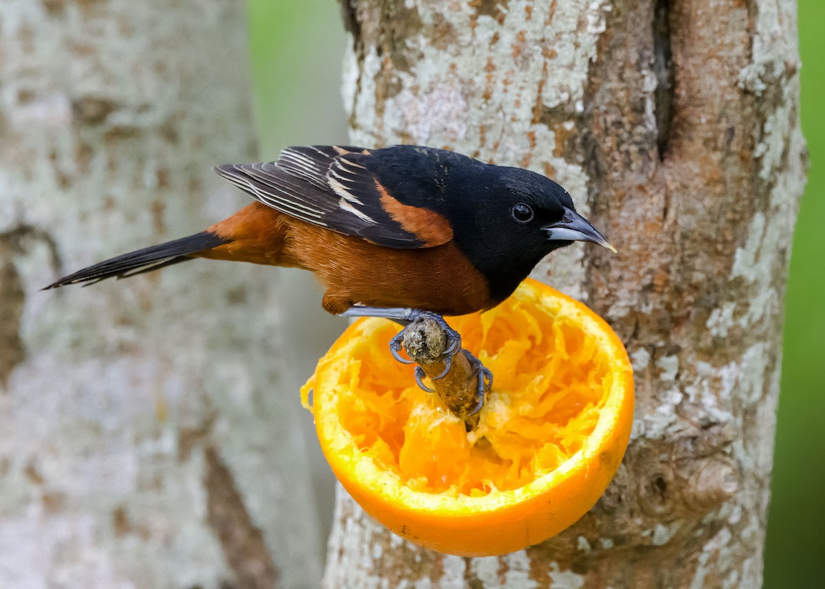 Orchard Oriole - ML617957089