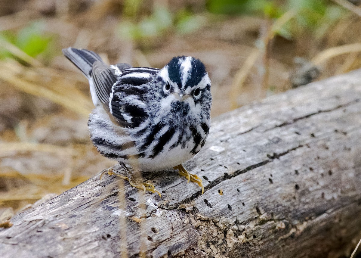 Black-and-white Warbler - ML617957102