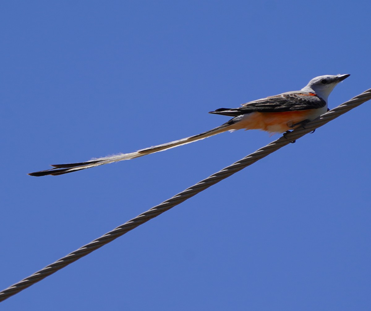 Scissor-tailed Flycatcher - ML617957135