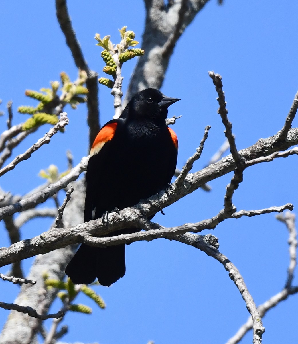 Red-winged Blackbird - ML617957150