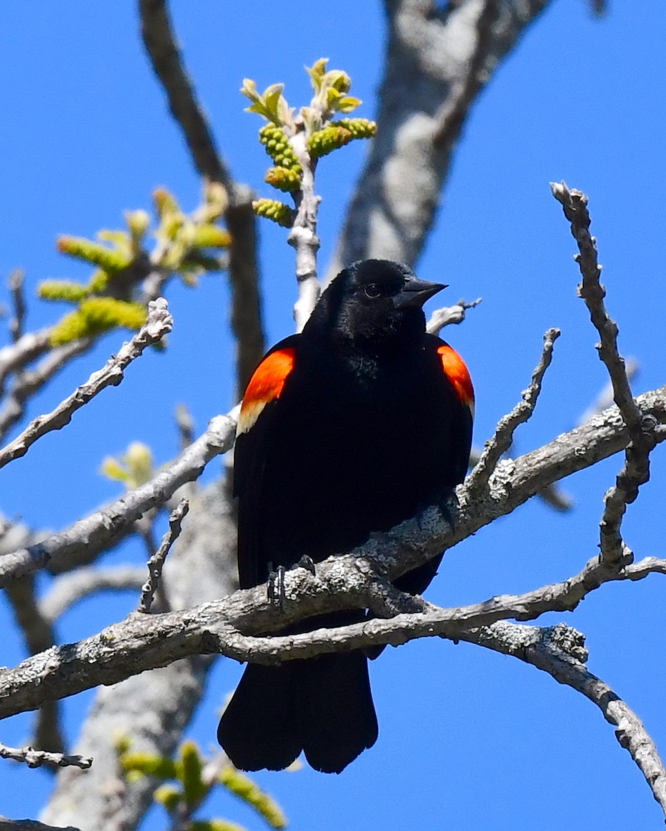 Red-winged Blackbird - ML617957152