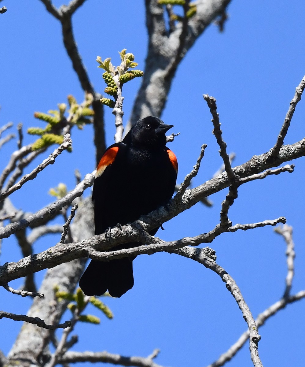 Red-winged Blackbird - ML617957153