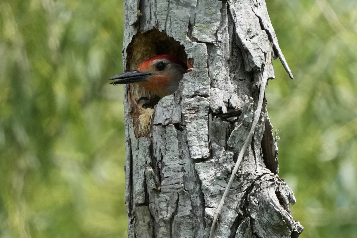 Red-bellied Woodpecker - ML617957154