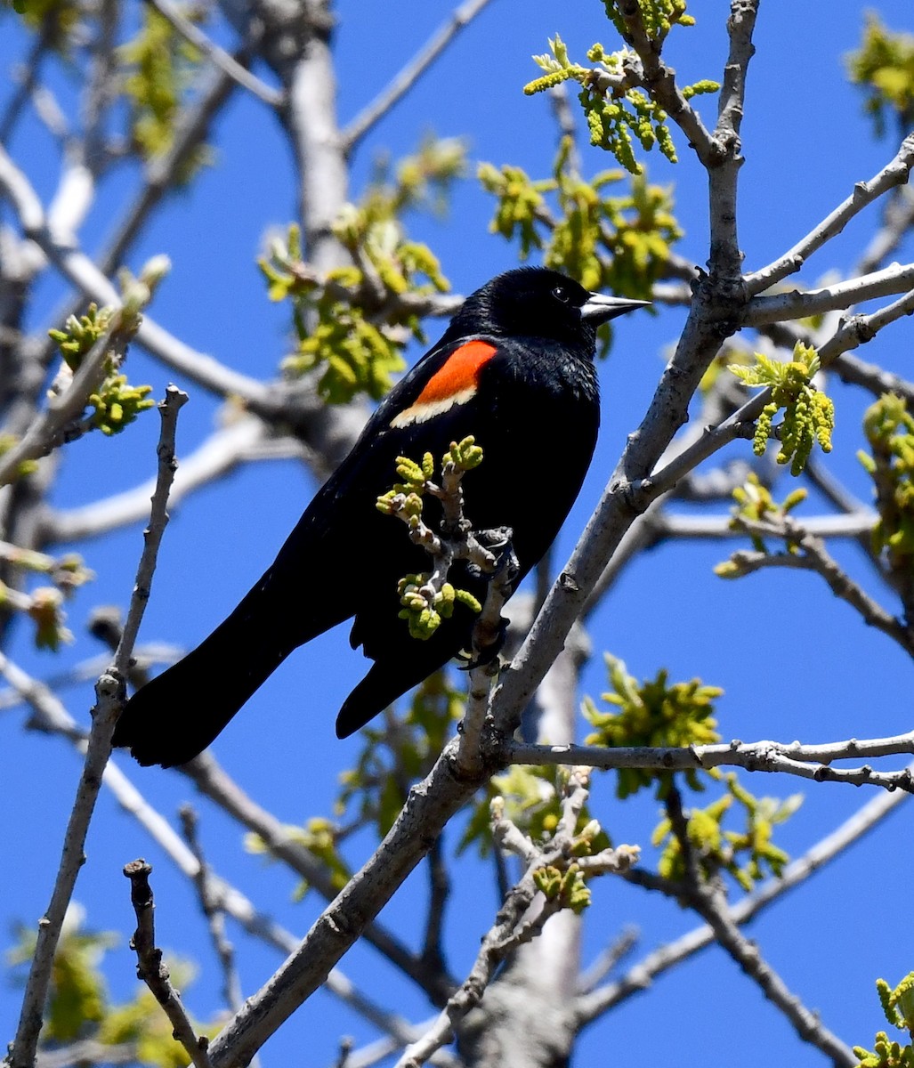 Red-winged Blackbird - ML617957155