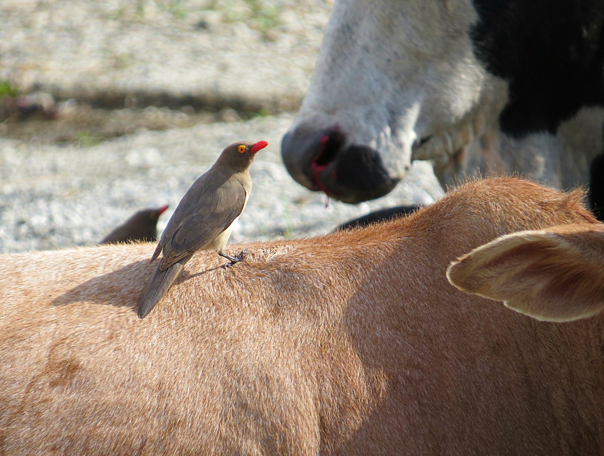 Red-billed Oxpecker - ML617957161