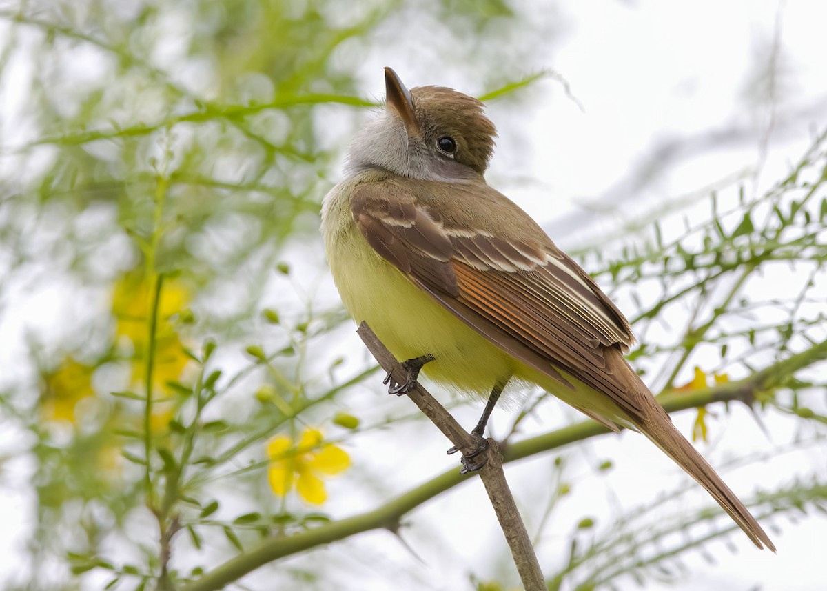 Great Crested Flycatcher - ML617957171