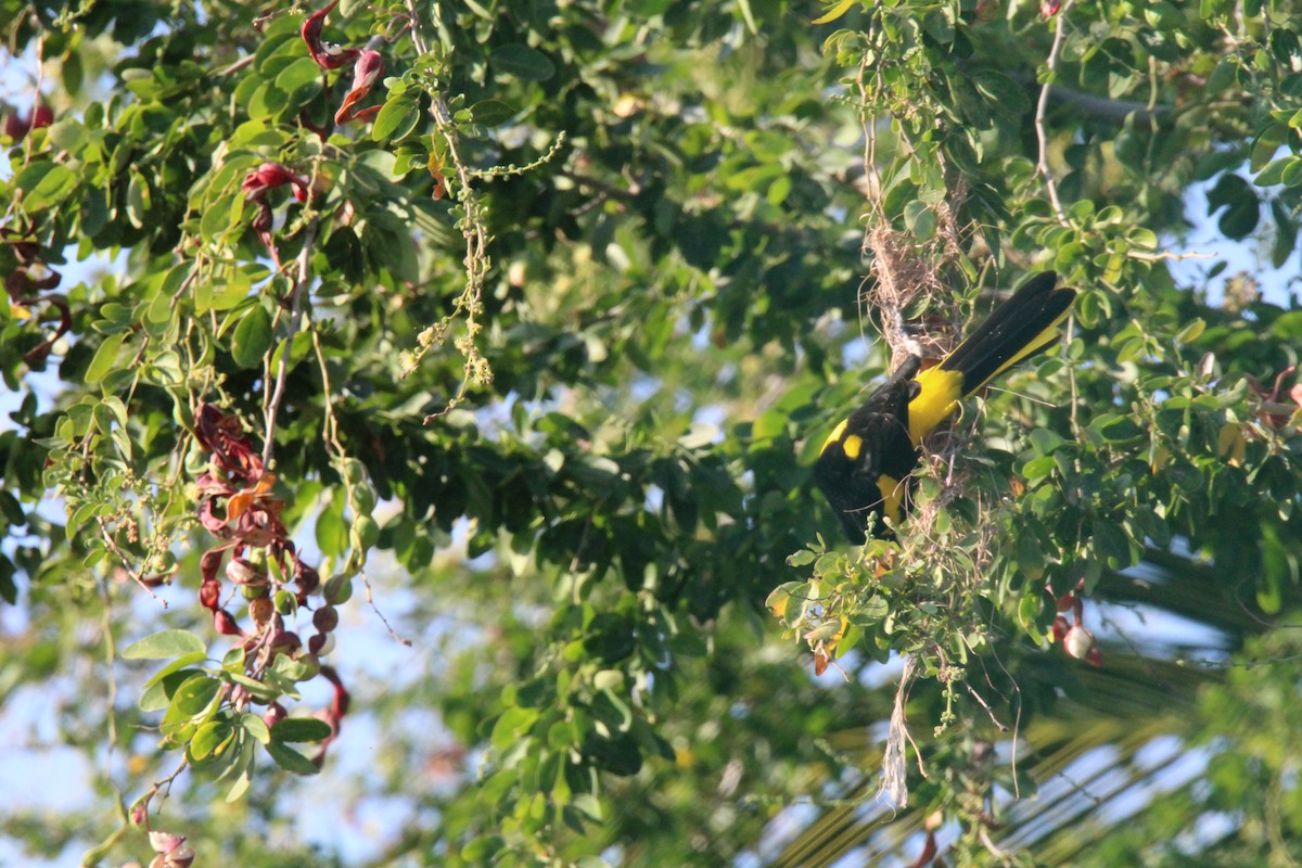 Yellow-winged Cacique - ML617957183