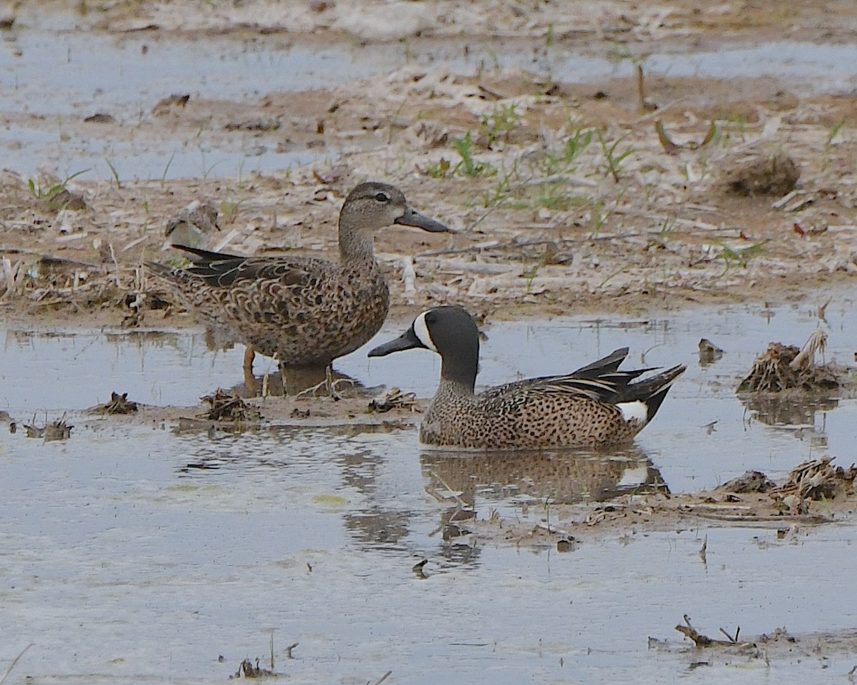 Blue-winged Teal - Ted Wolff