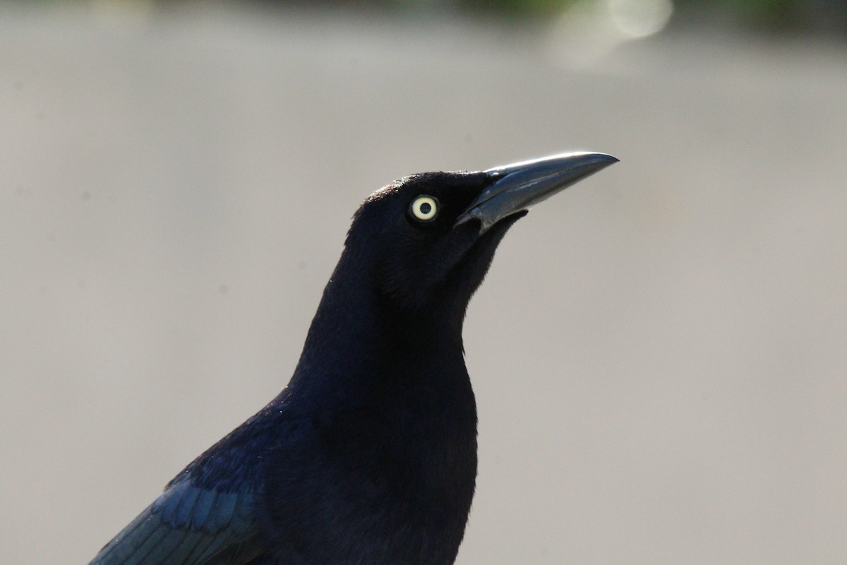 Great-tailed Grackle - ML617957218