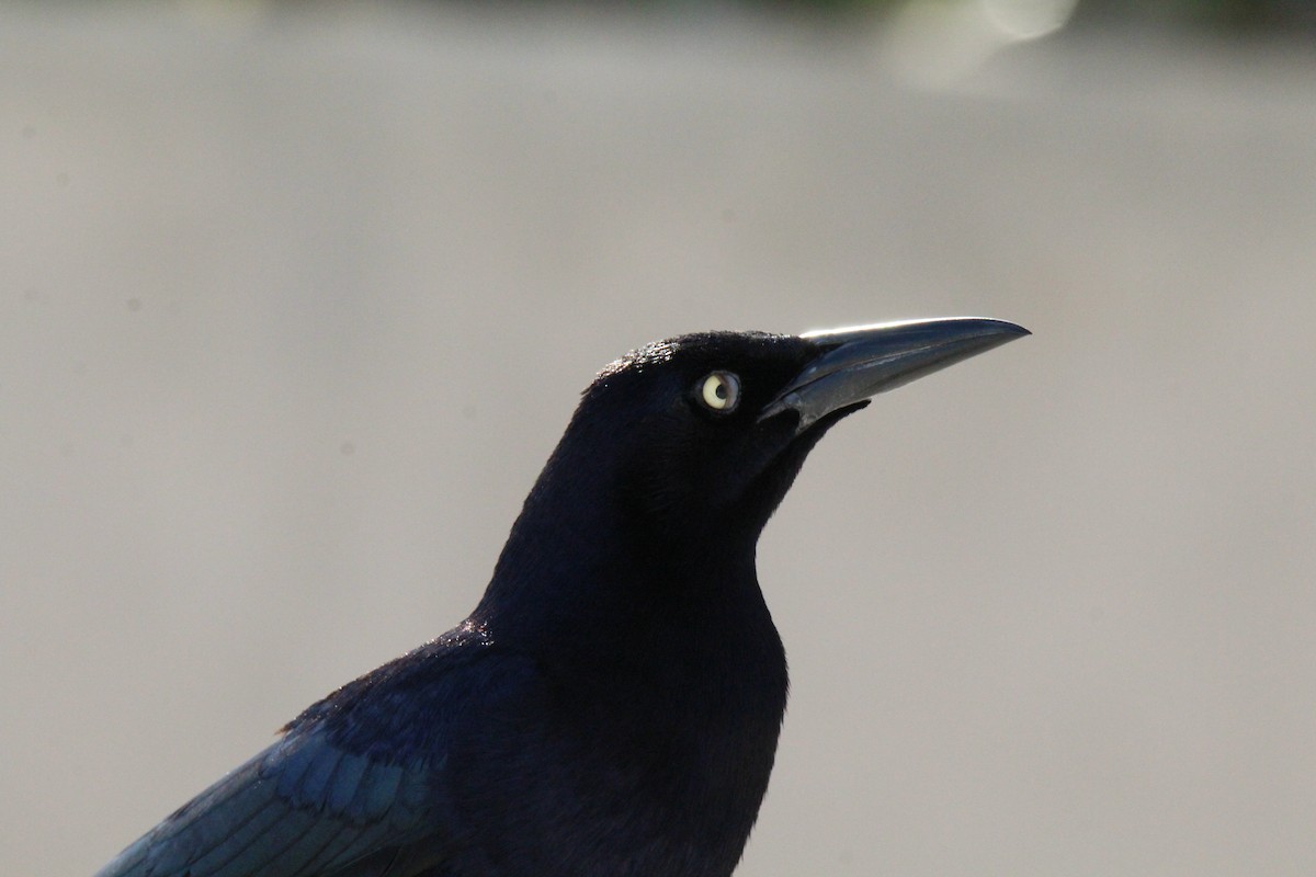 Great-tailed Grackle - ML617957222