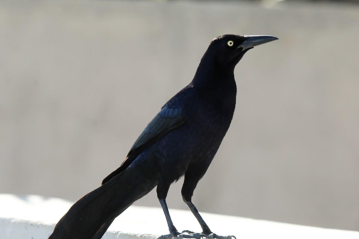 Great-tailed Grackle - ML617957223