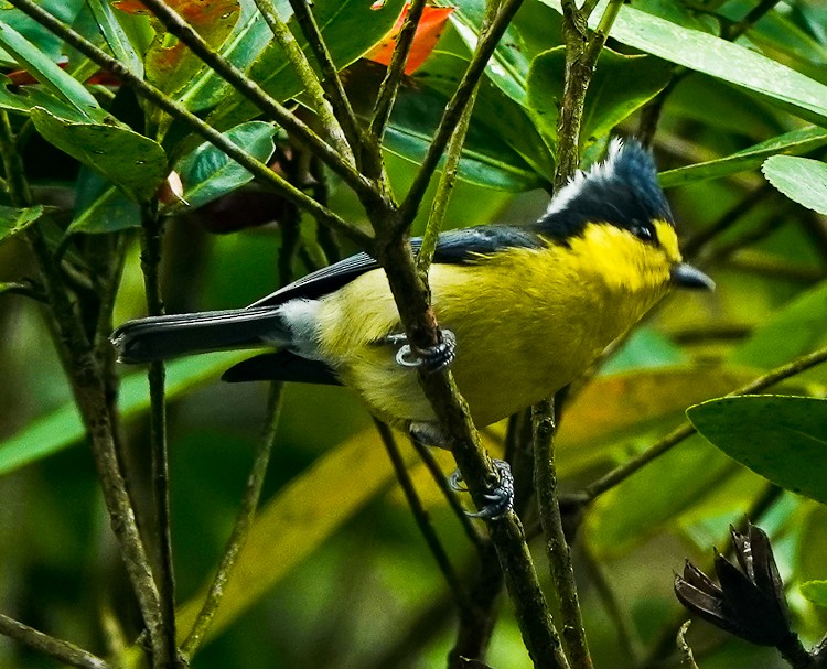 Taiwan Yellow Tit - Arden Anderson