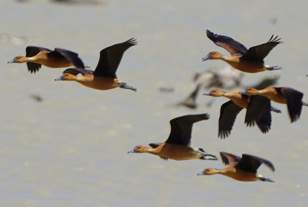 Fulvous Whistling-Duck - ML617957258