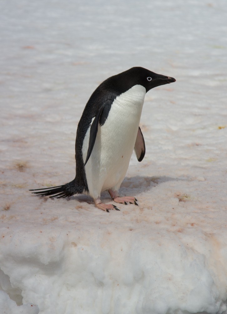 Pingüino de Adelia - ML617957259