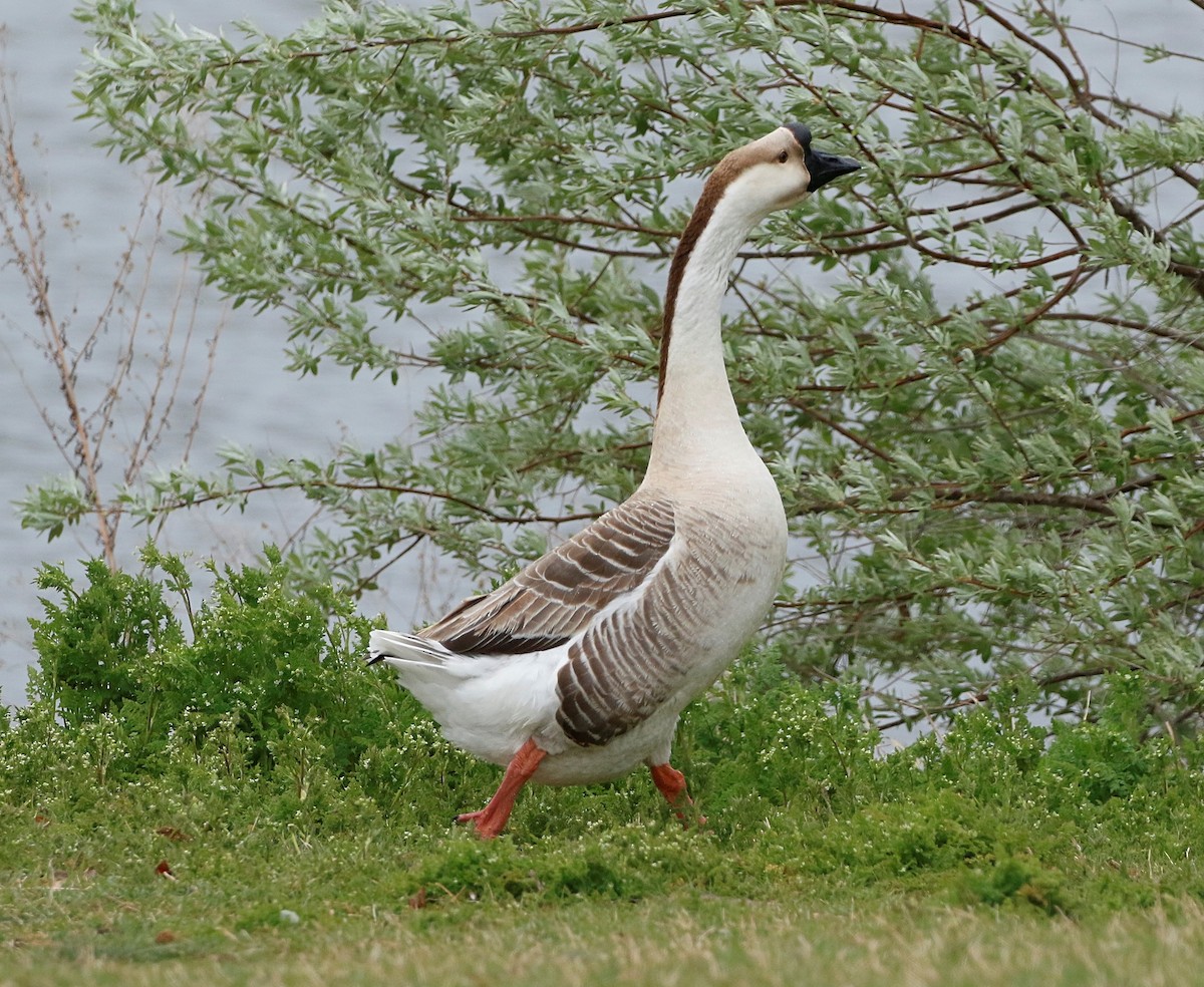Domestic goose sp. (Domestic type) - ML617957286