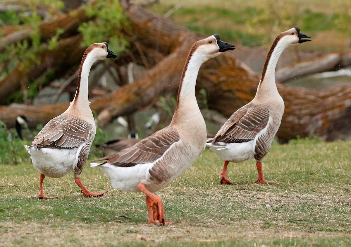 Domestic goose sp. (Domestic type) - ML617957297
