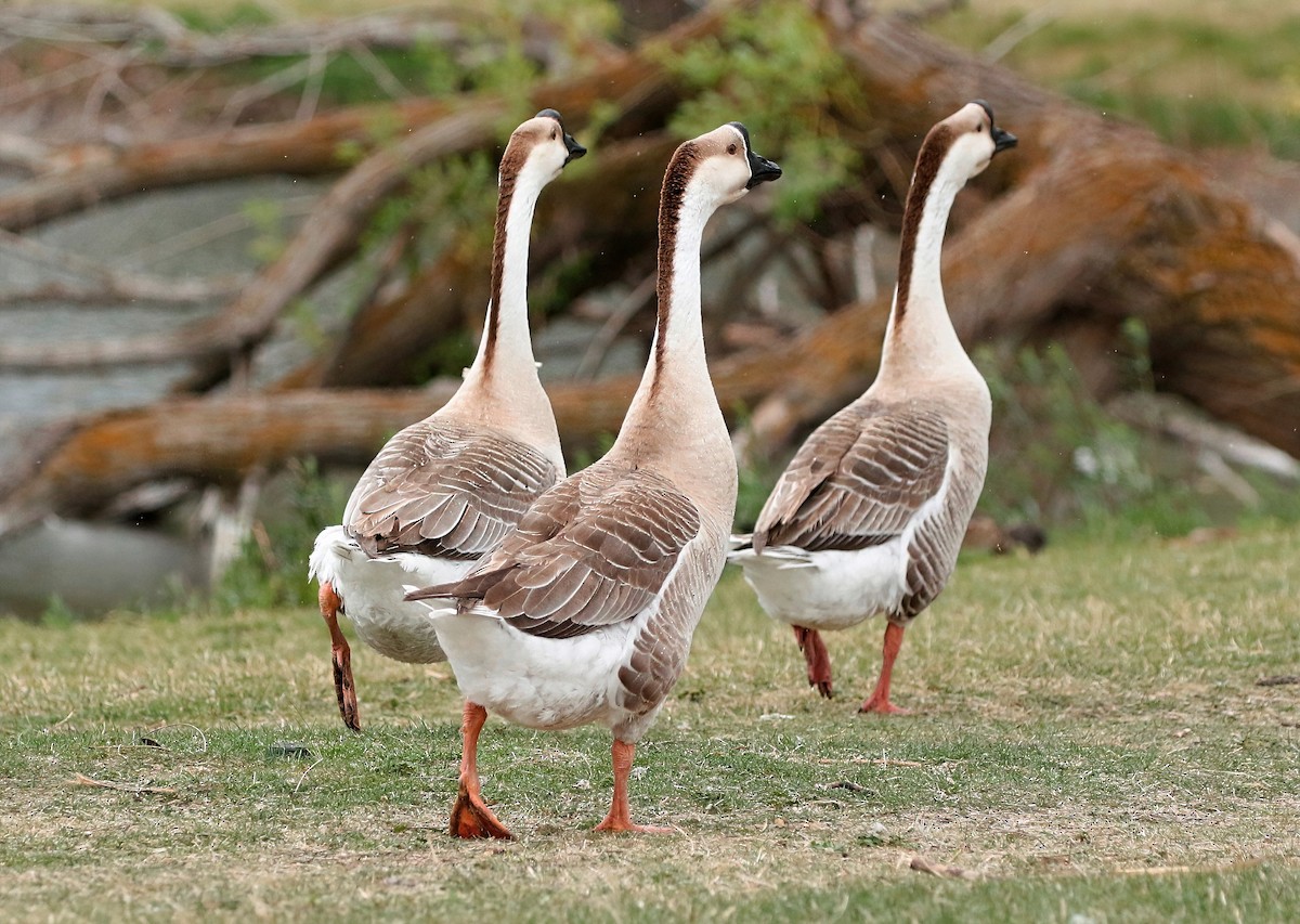 Domestic goose sp. (Domestic type) - ML617957298