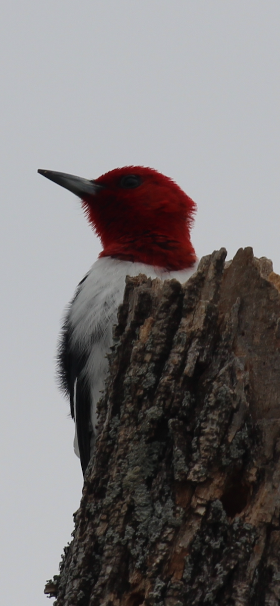 Red-headed Woodpecker - Greg Duncan