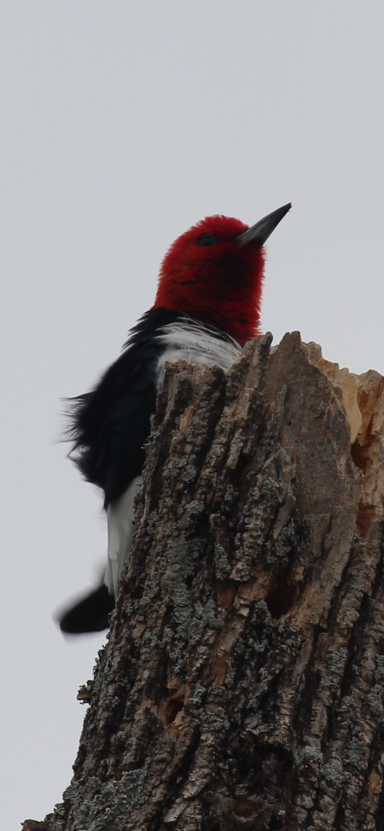 Red-headed Woodpecker - ML617957300