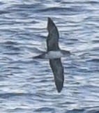 Pink-footed Shearwater - ML617957339