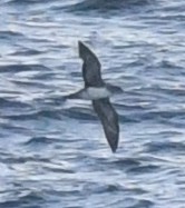 Pink-footed Shearwater - ML617957340