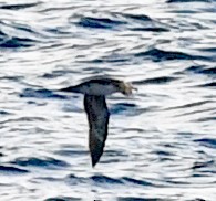 Pink-footed Shearwater - ML617957343