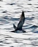 Pink-footed Shearwater - ML617957347