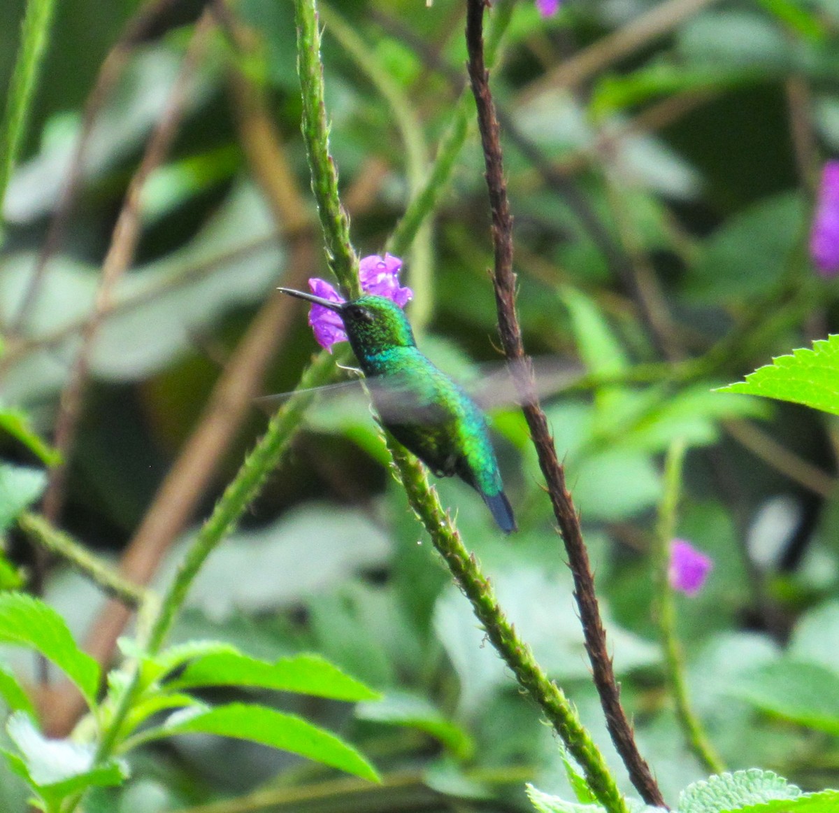 Blue-tailed Emerald - ML617957356