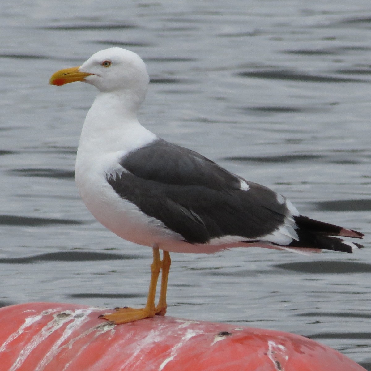 Yellow-footed Gull - ML617957358