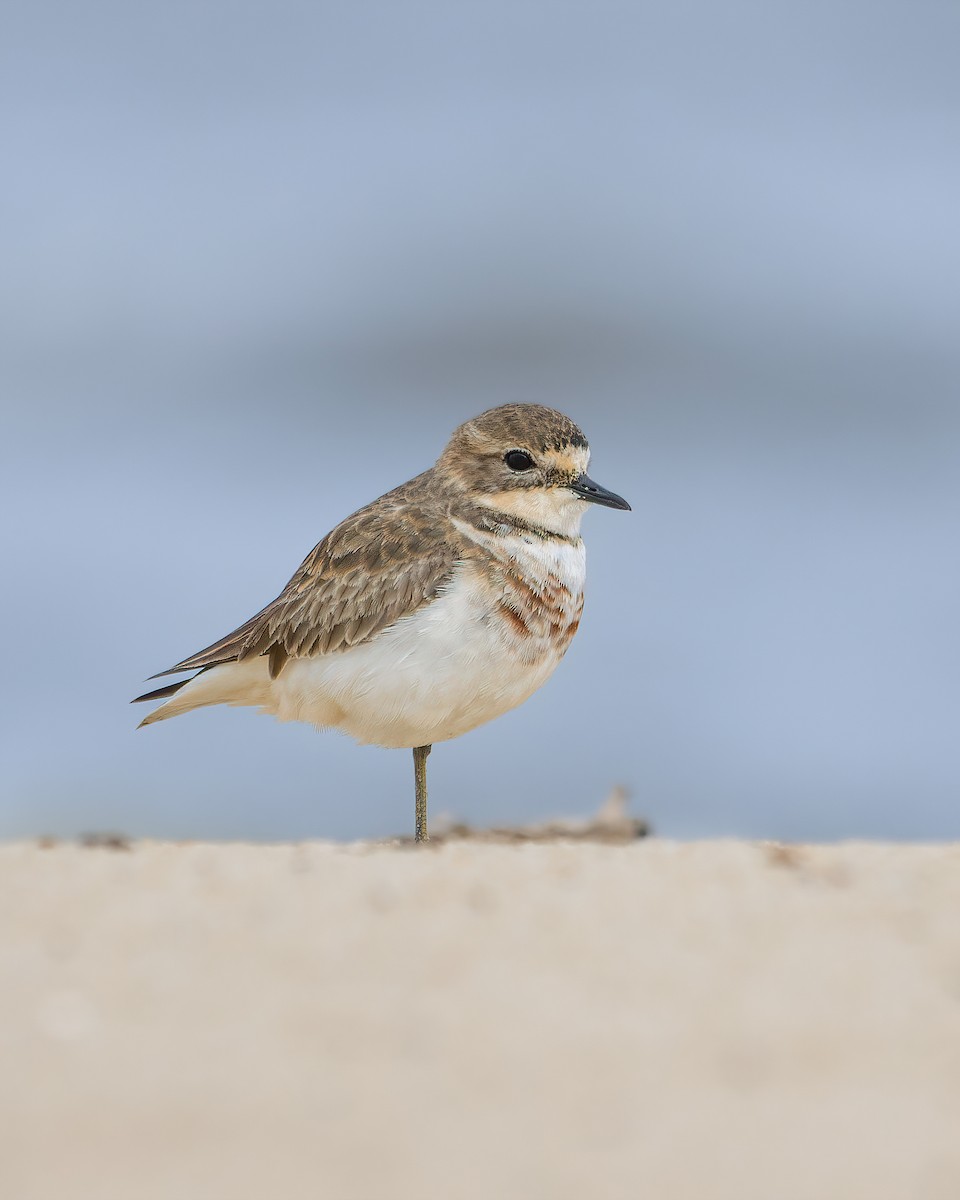 Double-banded Plover - ML617957360