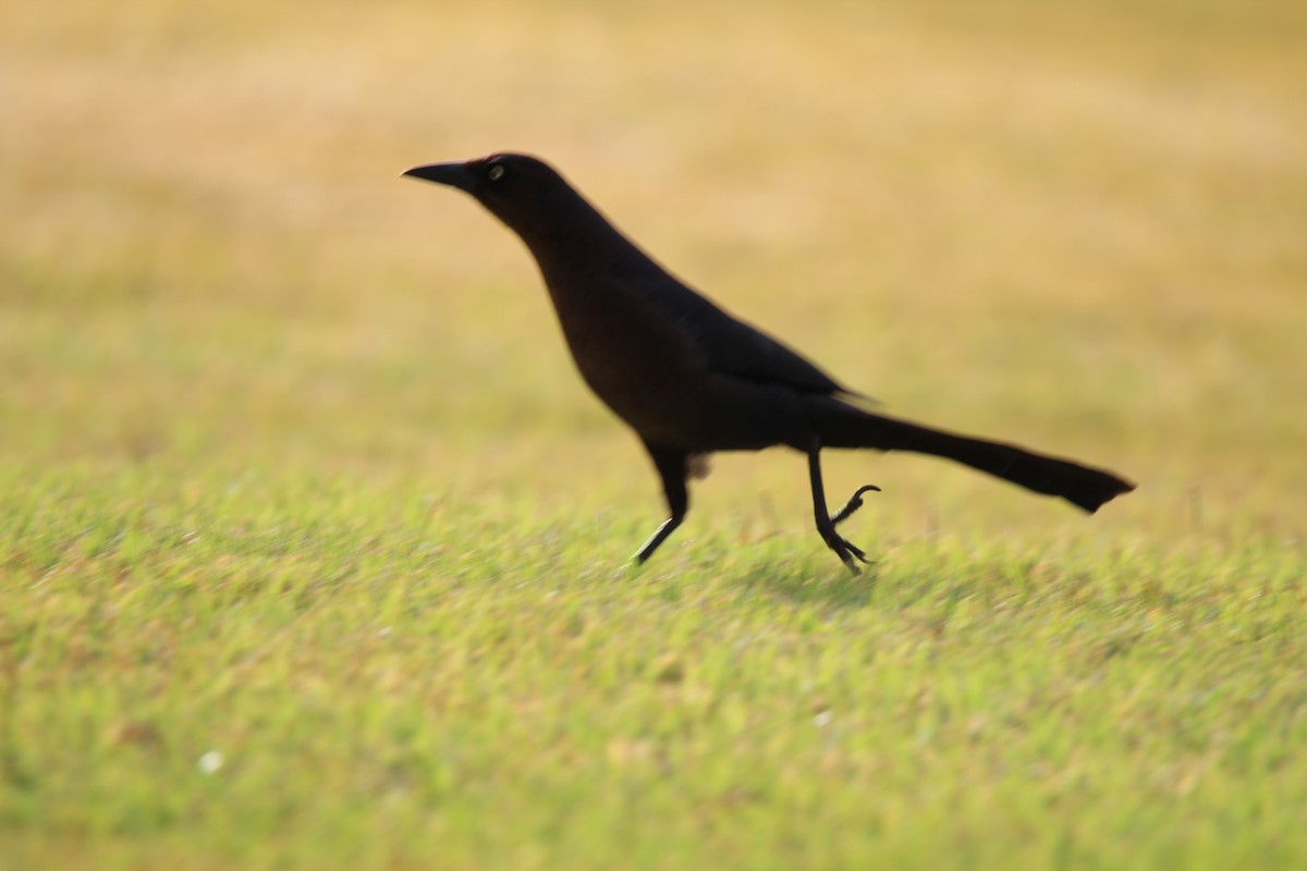 Great-tailed Grackle - ML617957430