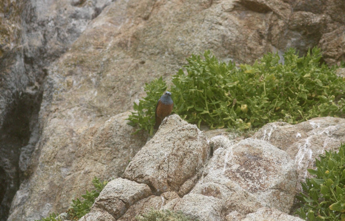 Blue Rock-Thrush (philippensis) - ML617957525