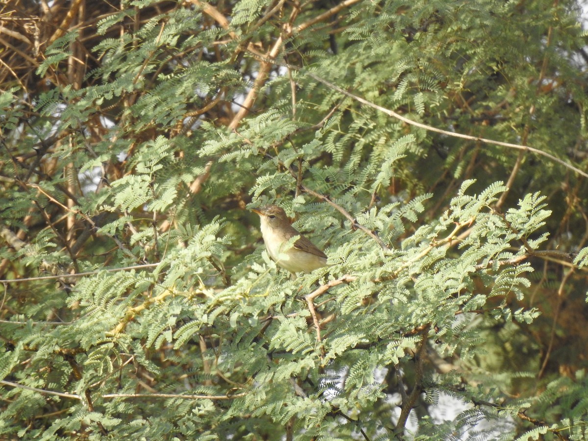 Booted Warbler - ML617957529