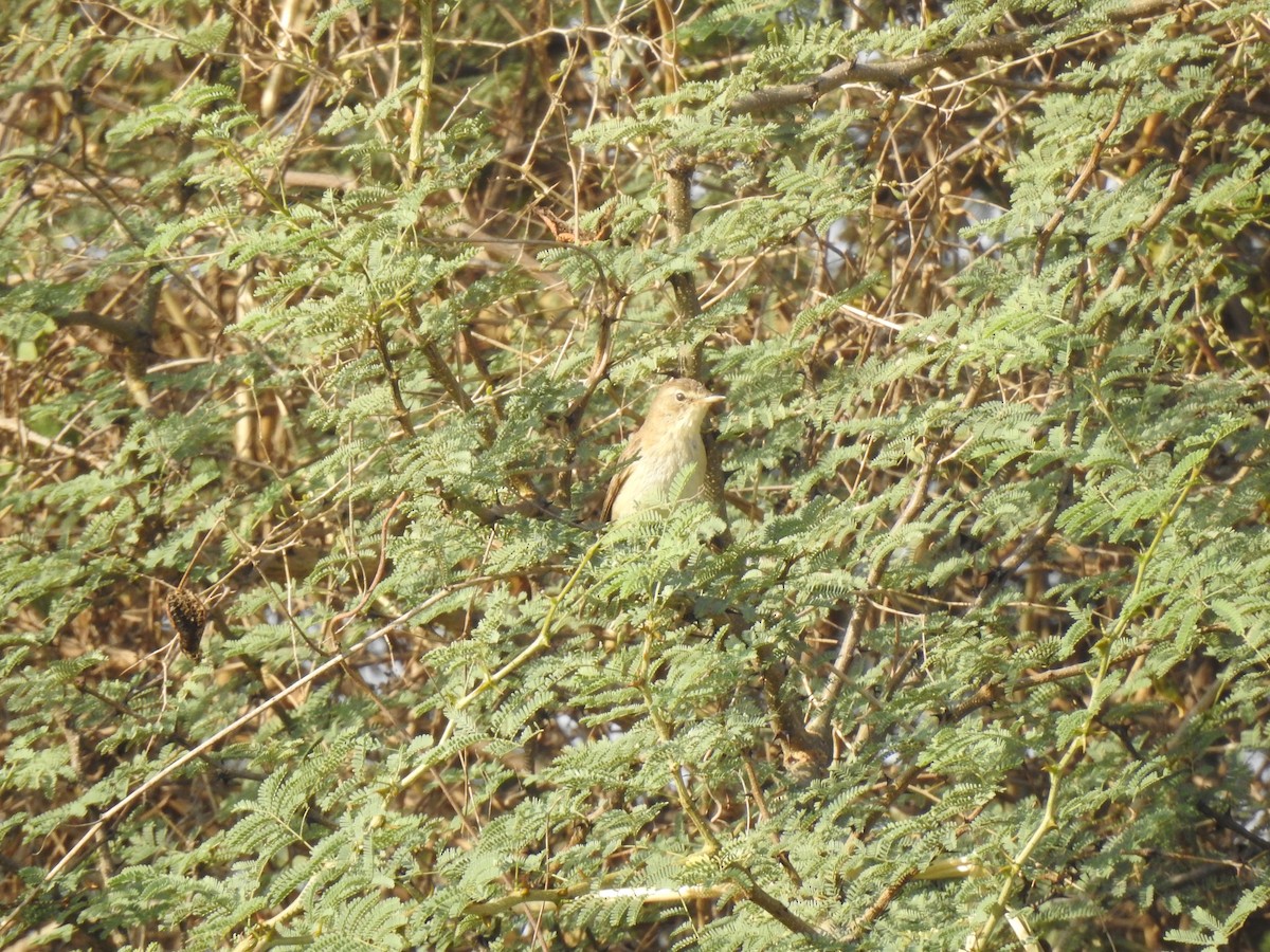 Booted Warbler - ML617957531
