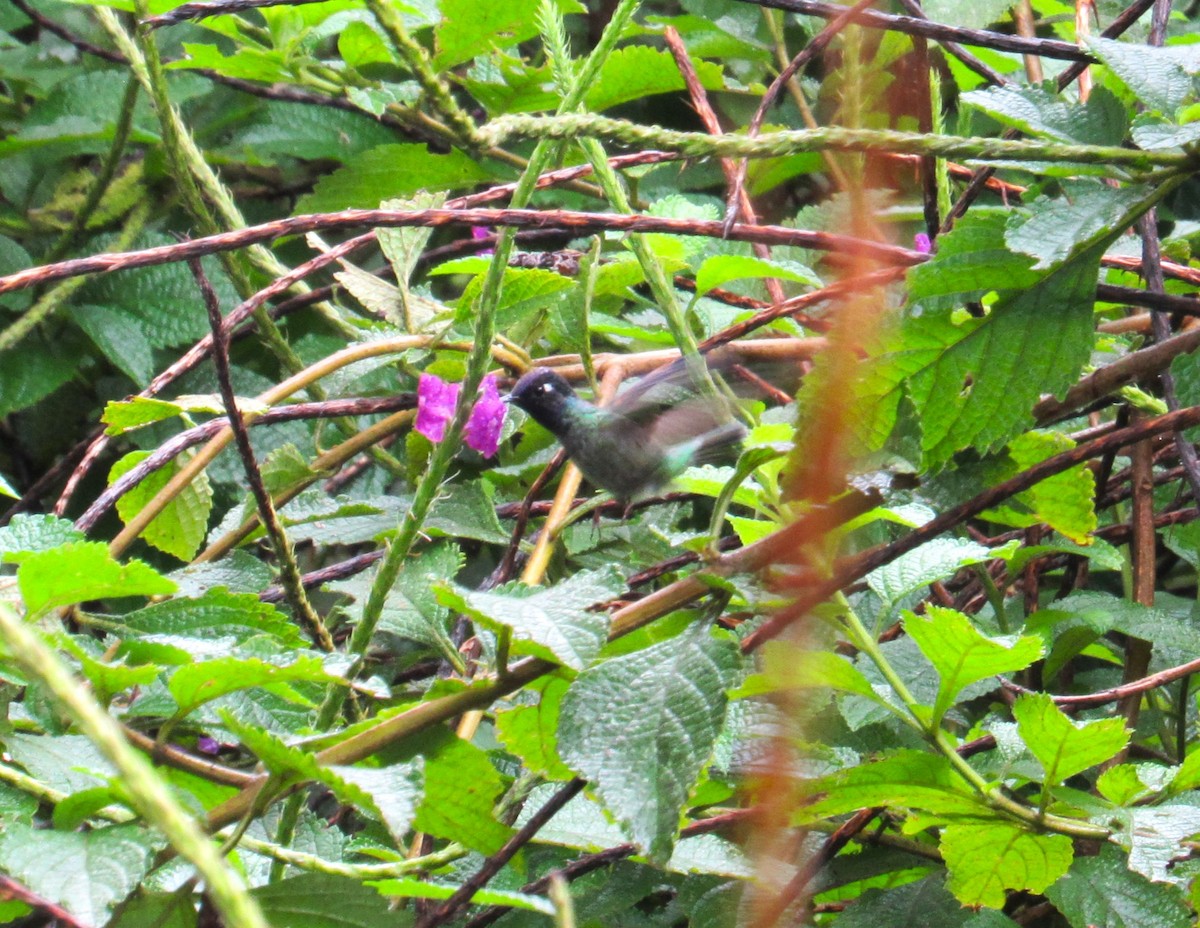 Violet-headed Hummingbird - ML617957539