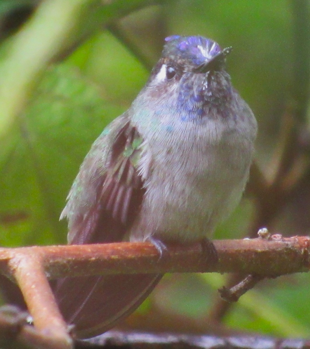Violet-headed Hummingbird - Julie  Michael